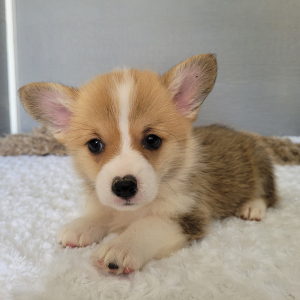 Pembroke Welsh Corgi Puppy Lucy