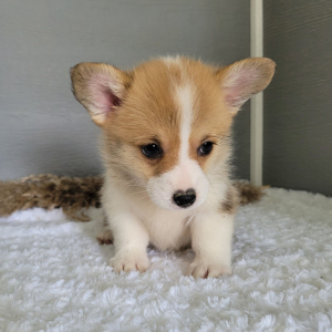 Pembroke Welsh Corgi Puppy Lucy