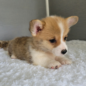 Pembroke Welsh Corgi Puppy Lucy