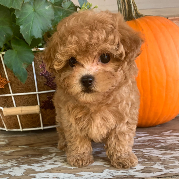 Delilah, a Red Female Maltipoo Puppy 715810 PuppySpot