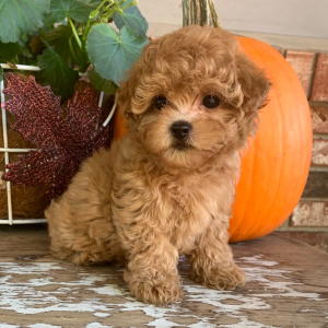 Maltipoo Puppy Delilah