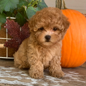 Maltipoo Puppy Delilah
