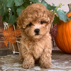 Maltipoo Puppy Delilah
