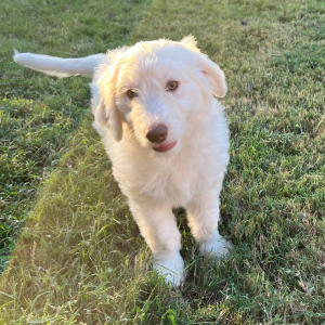 Aussiedoodle Puppy Dumpling