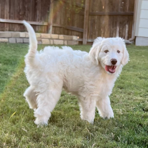 Aussiedoodle Puppy Dumpling