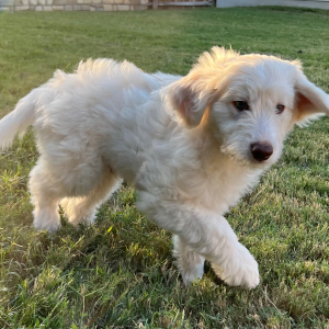 Aussiedoodle Puppy Dumpling