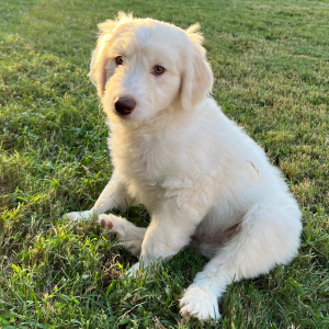Aussiedoodle Puppy Dumpling