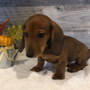 Dachshund Puppy Leo