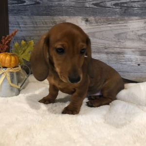 Dachshund Puppy Leo