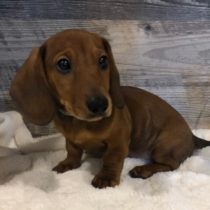 Dachshund Puppy Leo