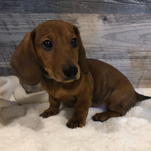 Dachshund Puppy Leo