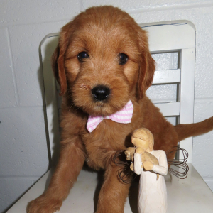 Goldendoodle Puppy Becka