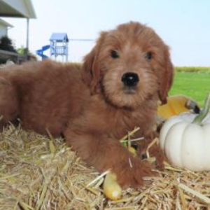 Goldendoodle Puppy Becka
