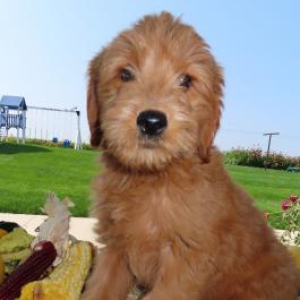 Goldendoodle Puppy Becka
