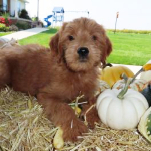 Goldendoodle Puppy Becka
