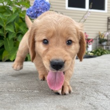 Golden Retriever Puppy Holly