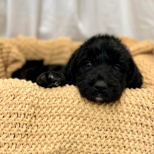 Labradoodle Puppy Mauricent