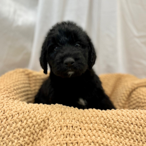 Labradoodle Puppy Mauricent