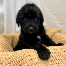Labradoodle Puppy Mauricent