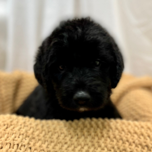 Labradoodle Puppy Mauricent