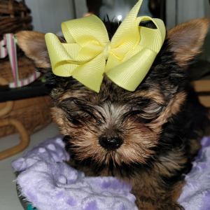 Yorkshire Terrier Puppy Viva