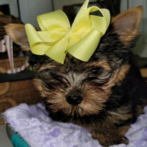 Yorkshire Terrier Puppy Viva