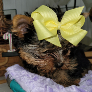 Yorkshire Terrier Puppy Viva