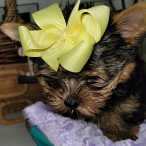 Yorkshire Terrier Puppy Viva