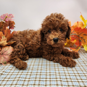 Poodle Puppy Jackson