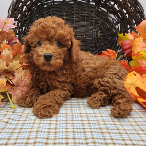 Poodle Puppy Jackson