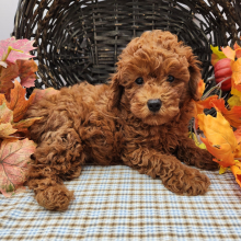 Poodle Puppy Jackson
