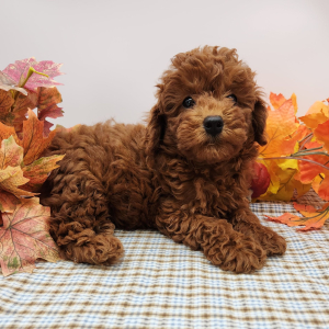 Poodle Puppy Jackson