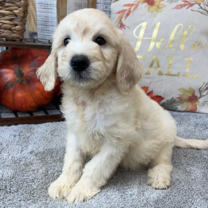 Goldendoodle Puppy Ryker