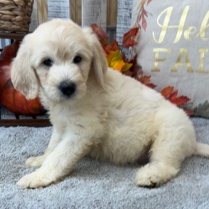 Goldendoodle Puppy Ryker