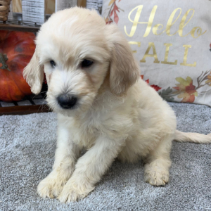 Goldendoodle Puppy Ryker