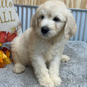 Goldendoodle Puppy Ryker