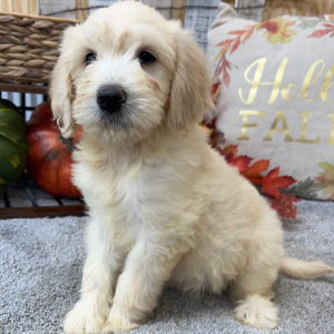 Goldendoodle Puppy Rita
