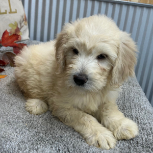Goldendoodle Puppy Rita