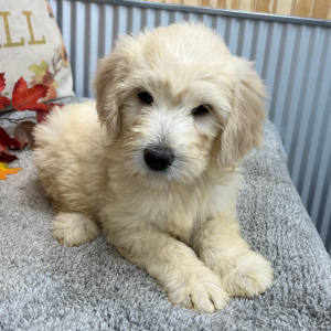 Goldendoodle Puppy Rita