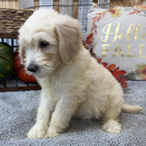 Goldendoodle Puppy Rita