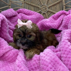 Shihpoo Puppy Layla