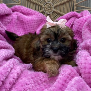 Shihpoo Puppy Layla