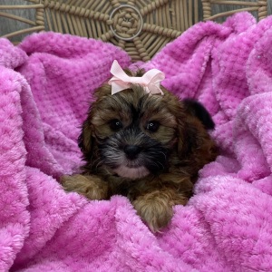 Shihpoo Puppy Layla