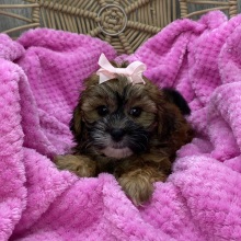 Shihpoo Puppy Layla