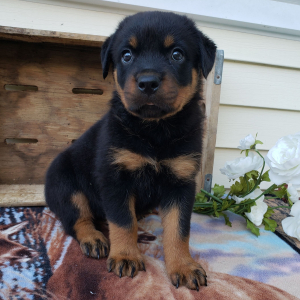 Rottweiler Puppy Gianna
