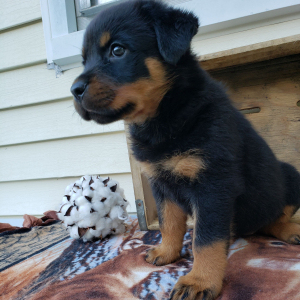 Rottweiler Puppy Gianna