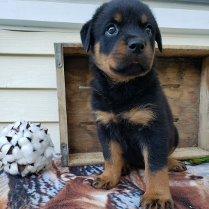 Rottweiler Puppy Gianna