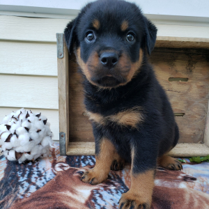 Rottweiler Puppy Gianna