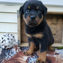 Rottweiler Puppy Gianna