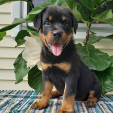 Rottweiler Puppy Gianna